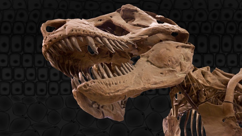 Dinosaur skeleton on black background