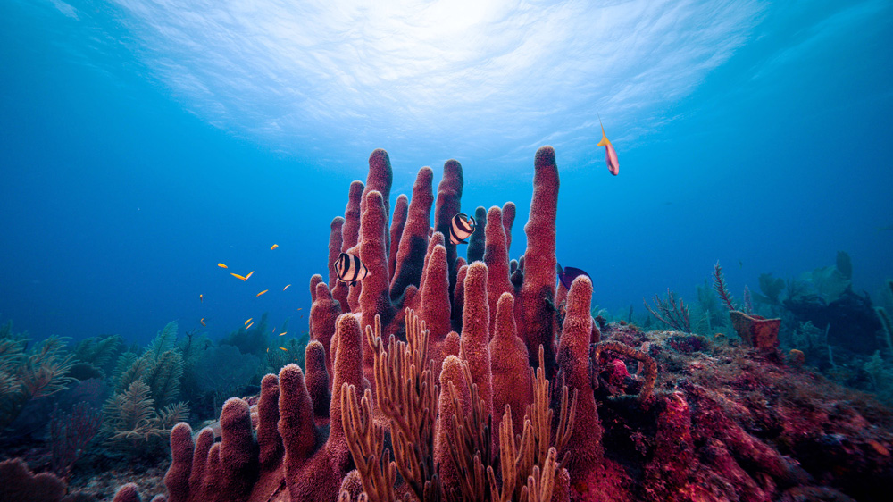 Underwater photo of a pink coral reef and bright fish, by Robert Walker