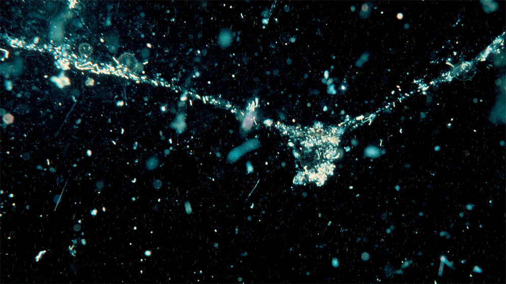an image of marine snow showing small falling white particles