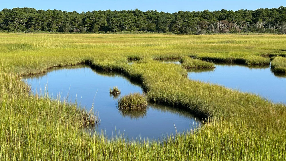 Marsh at Waquoit Bay 