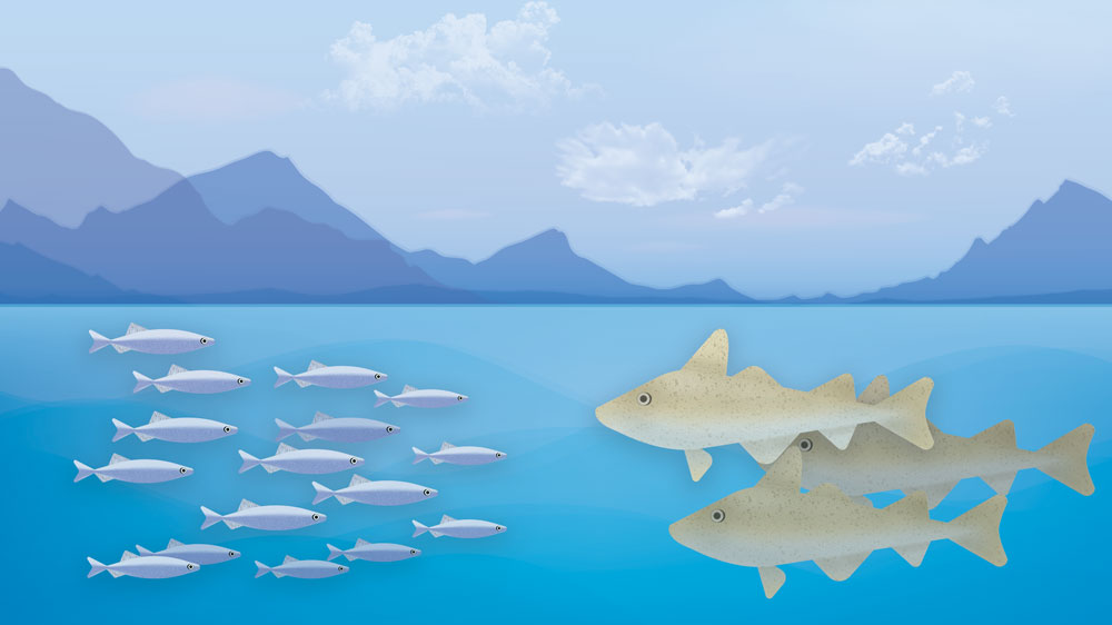 Capelin and cod facing each other in the ocean